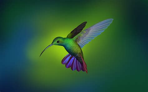 Hummingbird 4K Wallpapers | HD Wallpapers | ID #25829