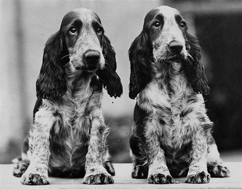 800FawbsN | Spaniel puppies, Cocker spaniel puppies, Dog photos