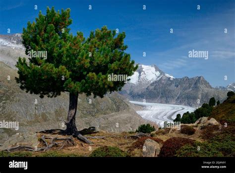 Arve, Aletsch Glacier, Great Aletsch Glacier, Valais, Switzerland Stock Photo - Alamy