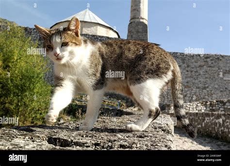 Travnik, Bosnia and Herzegovina Stock Photo - Alamy