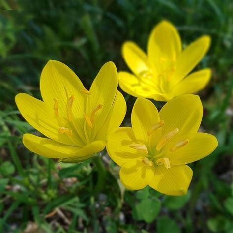 Sternbergia Lutea - Anglia Bulb Company