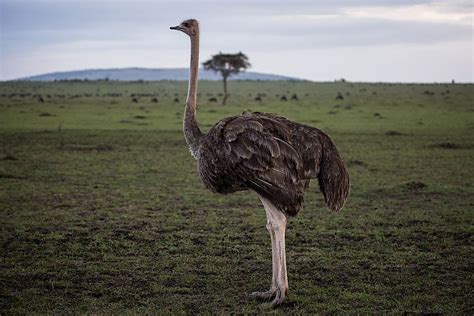 Interesting Facts About Ostriches - WorldAtlas.com