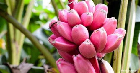 Pink Banana: How To Grow and Care For Musa Velutina