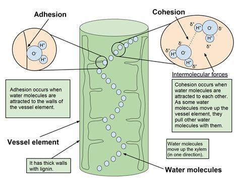 Describe the Cohesion-tension Theory of Water Transport in the Xylem