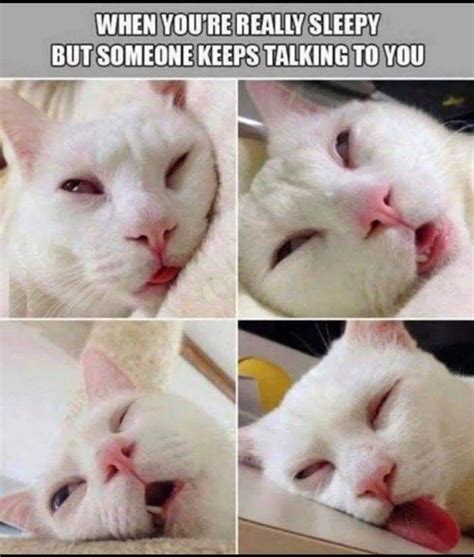 Pin by Sheri Powell on Sleep/Tired | Funny cat photos, Funny cats and ...