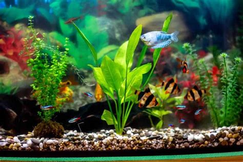 The 10 Best Aquarium Plants For Goldfish (That Will Survive) – Aquarium ...