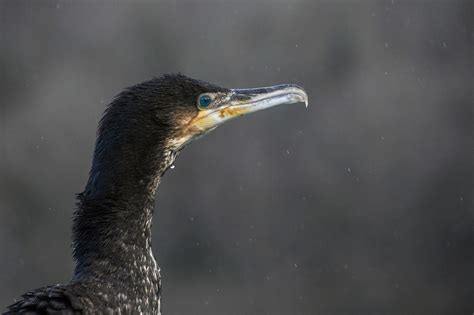 Cormorant Bird Animal - Free photo on Pixabay - Pixabay