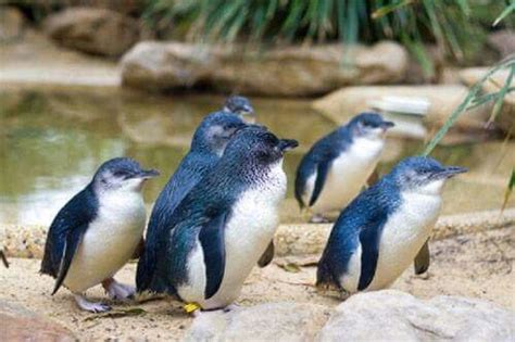 Little blue penguins. New Zealand | Penguins, Fairy penguin, Little blue penguin