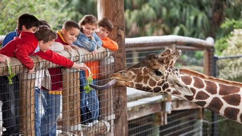 Children at zoo feeding giraffe - IBCCES