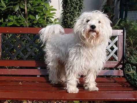 Westie Mix Breeds: 18 Most Popular You Will Love (w/ Pictures)