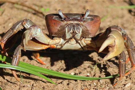 Thai Devil Crab – Detailed Guide: Care, Diet, and Breeding - Shrimp and Snail Breeder