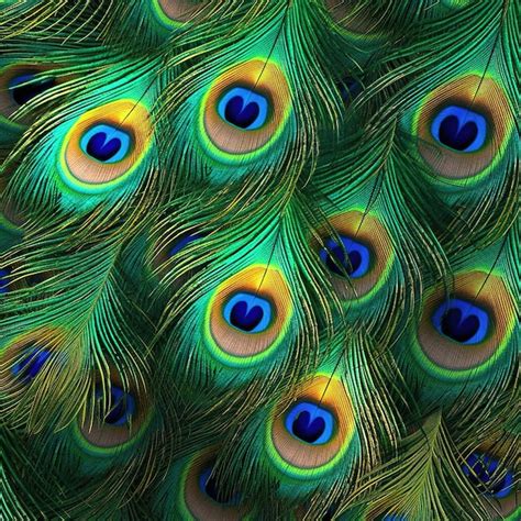 Premium AI Image | peacock feathers pattern