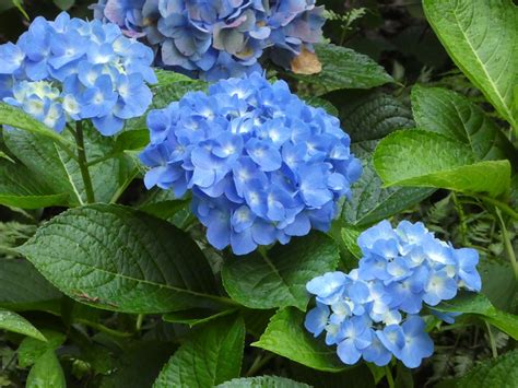 HYDRANGEA PRUNING: BIG LEAF AND MOUNTAIN PLANTS - Lorraine Ballato