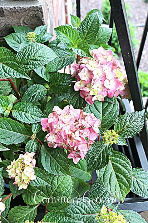 common ground : Lavender Hydrangeas