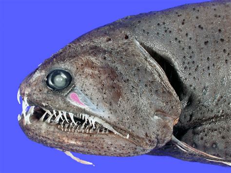 Real Monstrosities: Deep Sea Dragonfish