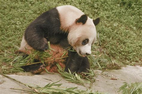 Panda Conservation Area, Chengdu Stock Photo - Image of carnivorans, mammals: 101720384