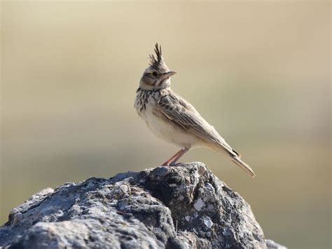 Skylark Bird Facts (Alauda arvensis) | Birdfact