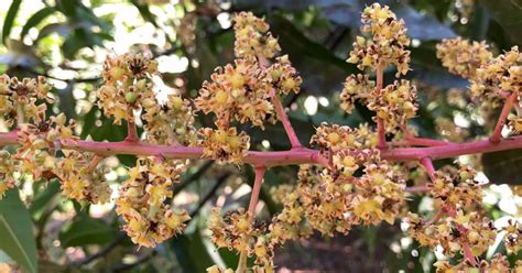 Mango Tree Flowering Stages: Tips and Tricks to Boost Yields