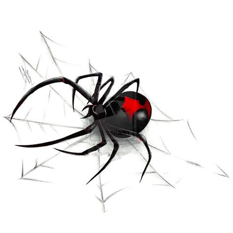 Black Widow on Spider Web Tattoo Design