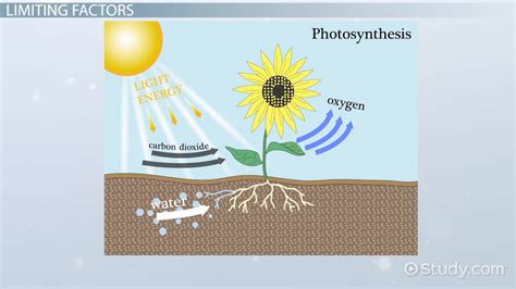 Limiting Factors of Photosynthesis - Lesson | Study.com