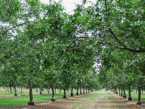 UC Davis cracks the walnut genome | University of California