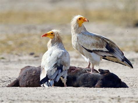 29 Birds That Start With E - Sonoma Birding