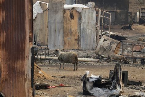 Chile wildfires kill at least 46 in 'unprecedented catastrophe'