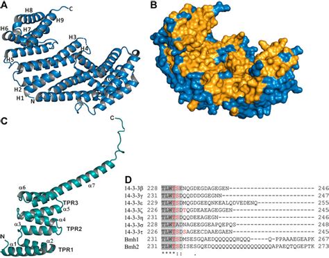 Frontiers | Structural insights into the functional roles of 14-3-3 proteins