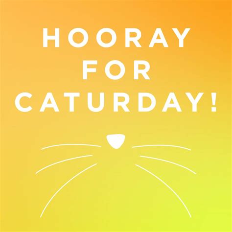 Treat every day like it's Caturday! [Quotes, inspirational quotes, colorful quotes, colorful ...