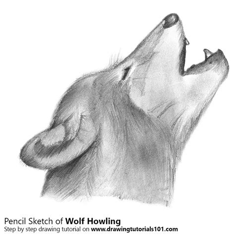 Simple Wolf Drawings In Pencil