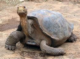 Animals Pinta Island Tortoise Facts And Latest Pictures | All Wildlife ...