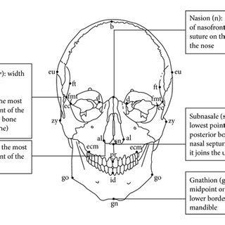 The landmarks of nasion (n), gnathion (gn), zygion (zy), subnasale... | Download Scientific Diagram