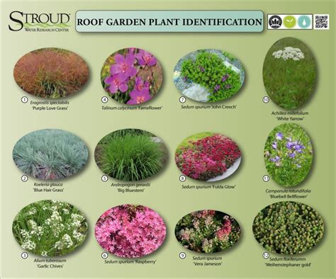 Green Roof Plants