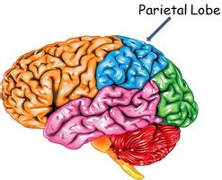 Get Parietal Lobe Function And Location Background | Anatomy of Diagram