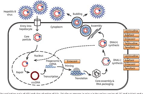 Figure 1 from Nucleoside/nucleotide analogues in the treatment of chronic hepatitis B ...