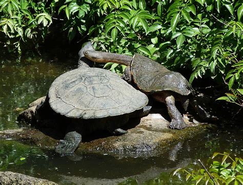 Eastern Long-necked Turtles Photograph by Margaret Saheed - Pixels