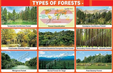 वनों के प्रकार(Types of forests) | Web Collection