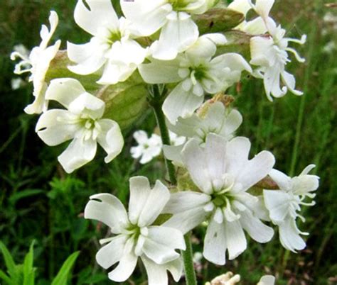 Catchfly Nodding White Snowdrop Silene Pendula Seeds