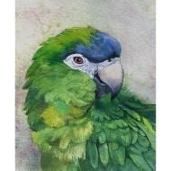 Beautiful watercolor parrot - http://johnbsavianart.com! John Brasaemle's incredible watercolors ...