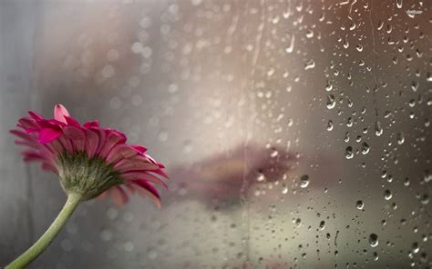 Pink gerbera in the rainy window wallpaper - Flower wallpapers - #18832 ...