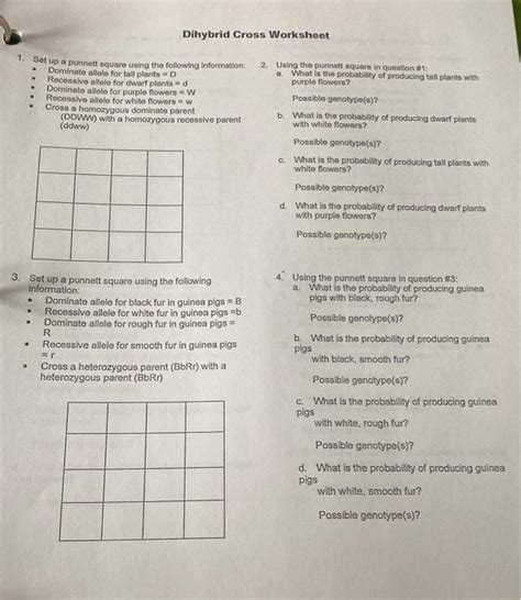 Dihybrid Cross Punnett Square Worksheet