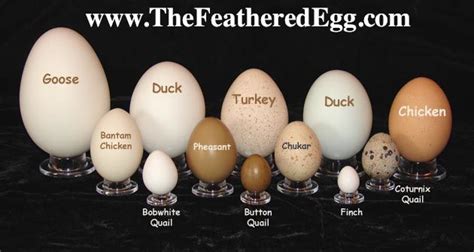 12 Egg Collection - Goose through Finch | Silkie chickens, Bantam ...