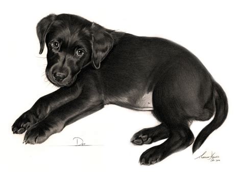 Commission - Black Labrador puppy 'Dot' by Captured-In-Pencil on DeviantArt