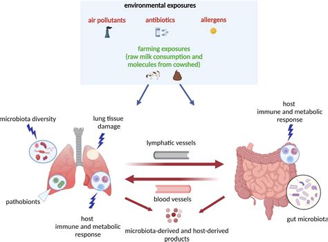 Frontiers | Microbial dysbiosis and childhood asthma development: Integrated role of the airway ...