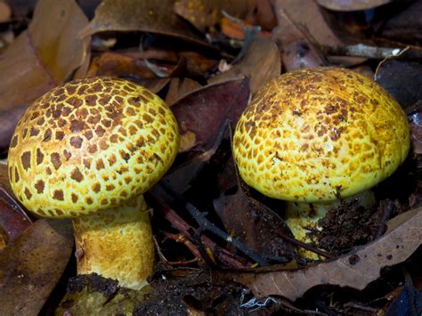 Maliau Basin the Lost World - 5 Days | Wildlife Tours - Outback Venture Sdn Bhd