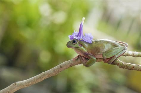 Frog Flower Hat - Frog edition | Frog, Frog pictures, Cute frogs