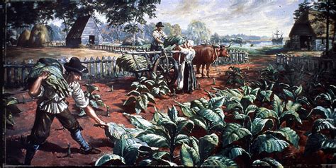 Harvesting Tobacco In Early Virginia Photograph by Hulton Archive - Fine Art America