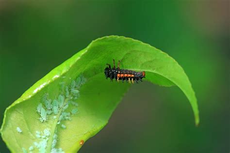 Pest control with beneficial insects - Plantura