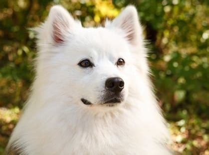 Top 180+ American Eskimo Dog Names for Boy and Girl Puppies - PetPress