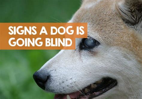 How Can You Tell If Your Dog Is Going Blind? (4 Signs of Blindness)